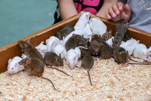 f:id:ropross:20160718124809j:plain