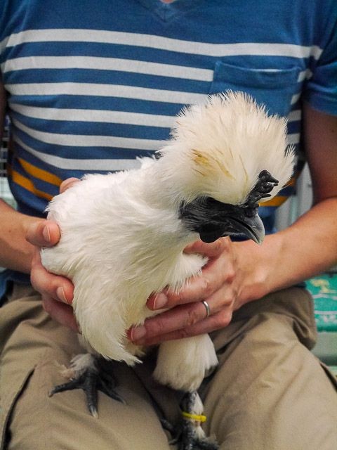 f:id:ropross:20160718124810j:plain