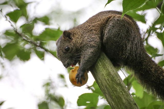 f:id:ropross:20160718124814j:plain