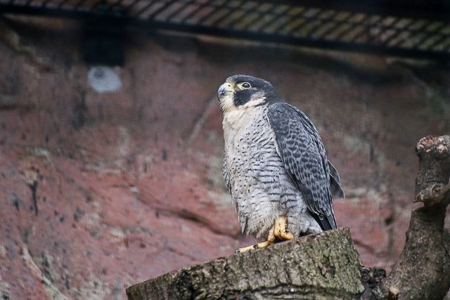 f:id:ropross:20160718124817j:plain