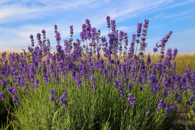 f:id:ropross:20160728143141j:plain f:id:ropross:20160728143141j:plain