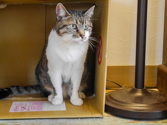 f:id:ropross:20160813132253j:plain f:id:ropross:20160813132253j:plain