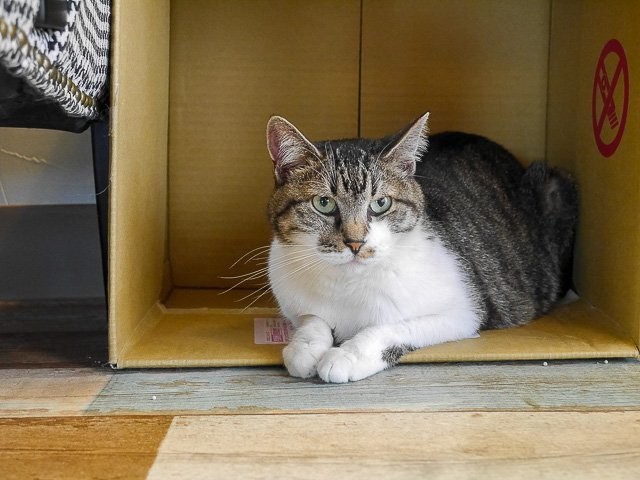 f:id:ropross:20160813132256j:plain f:id:ropross:20160813132256j:plain