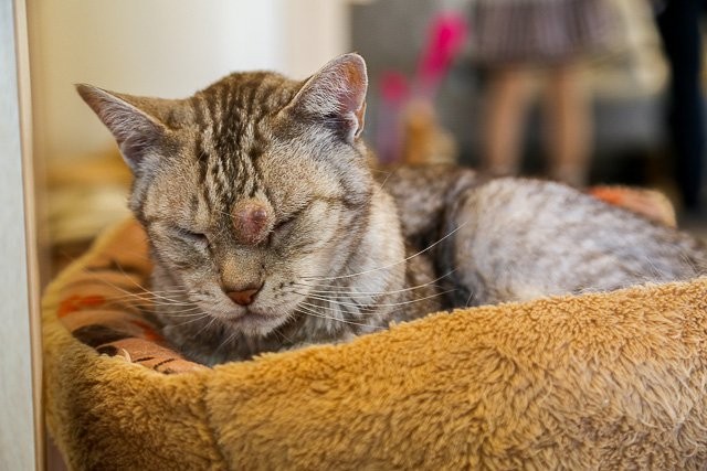 f:id:ropross:20160813132257j:plain f:id:ropross:20160813132257j:plain