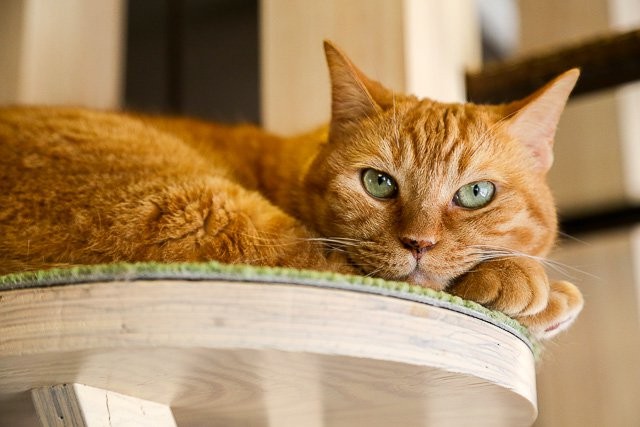 f:id:ropross:20160813132301j:plain f:id:ropross:20160813132301j:plain