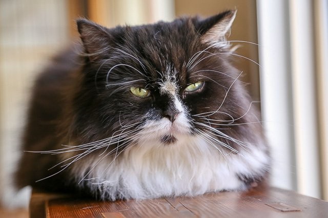 f:id:ropross:20160813132307j:plain f:id:ropross:20160813132307j:plain