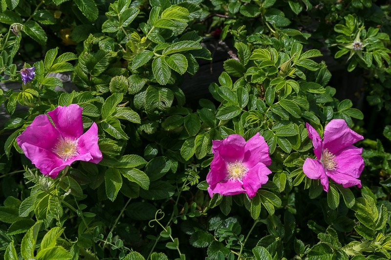 f:id:ropross:20160815134510j:plain