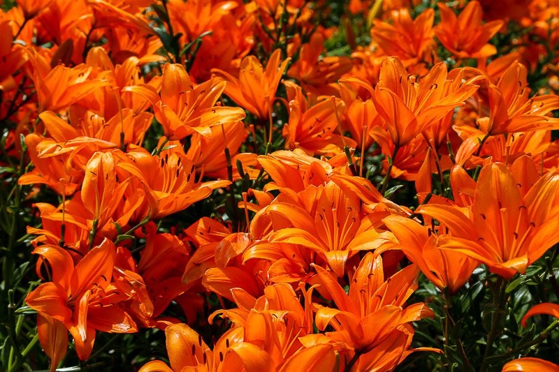 f:id:ropross:20160815134512j:plain