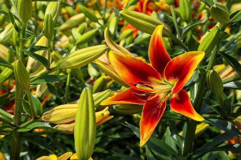 f:id:ropross:20160815134513j:plain