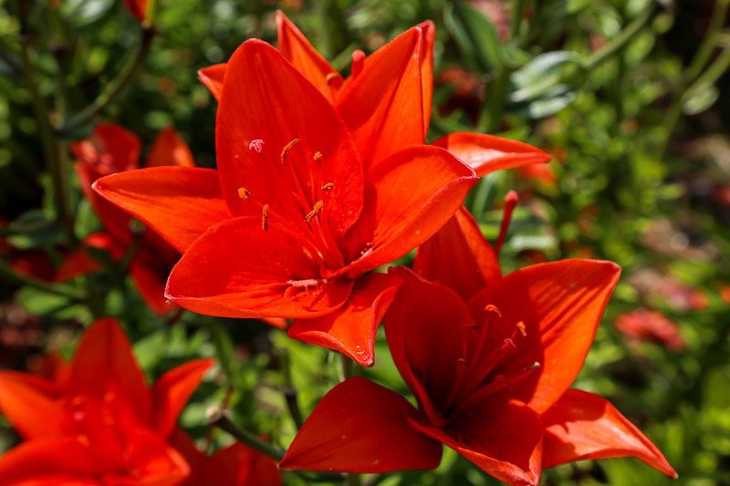 f:id:ropross:20160815134515j:plain