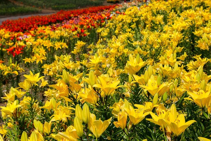 f:id:ropross:20160815134516j:plain