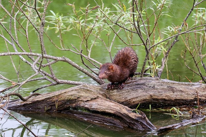 f:id:ropross:20160815134525j:plain