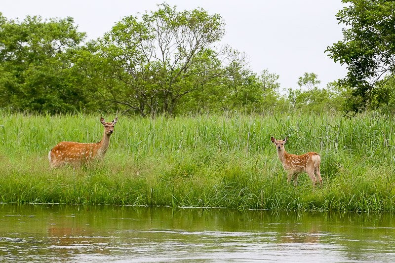 f:id:ropross:20160815134533j:plain