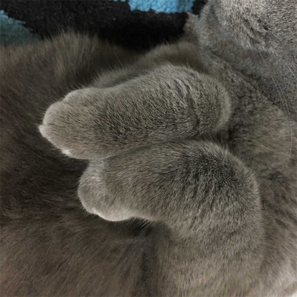 f:id:roriemonlove:20181205221239j:image f:id:roriemonlove:20181205221239j:image