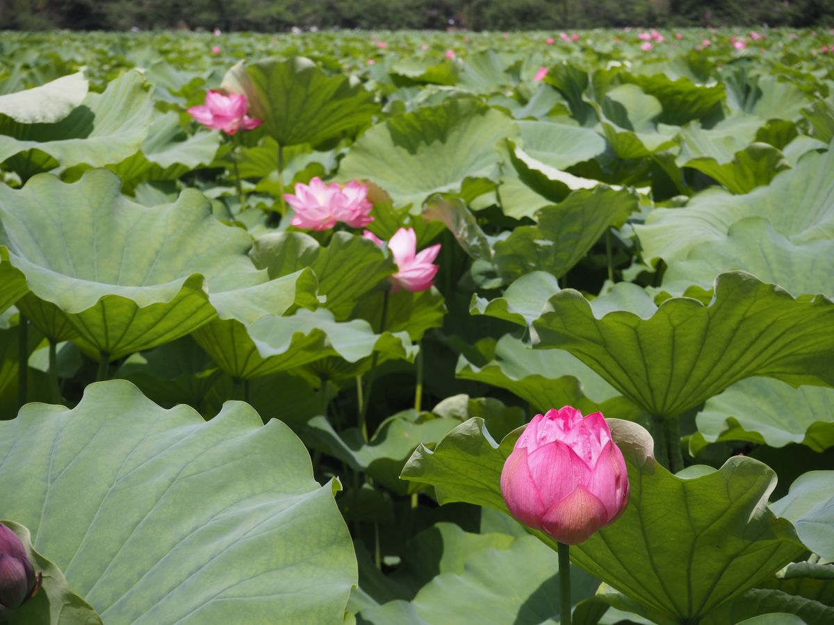 上野公園：不忍池の蓮と歴史の散歩 - ロリスのたまご