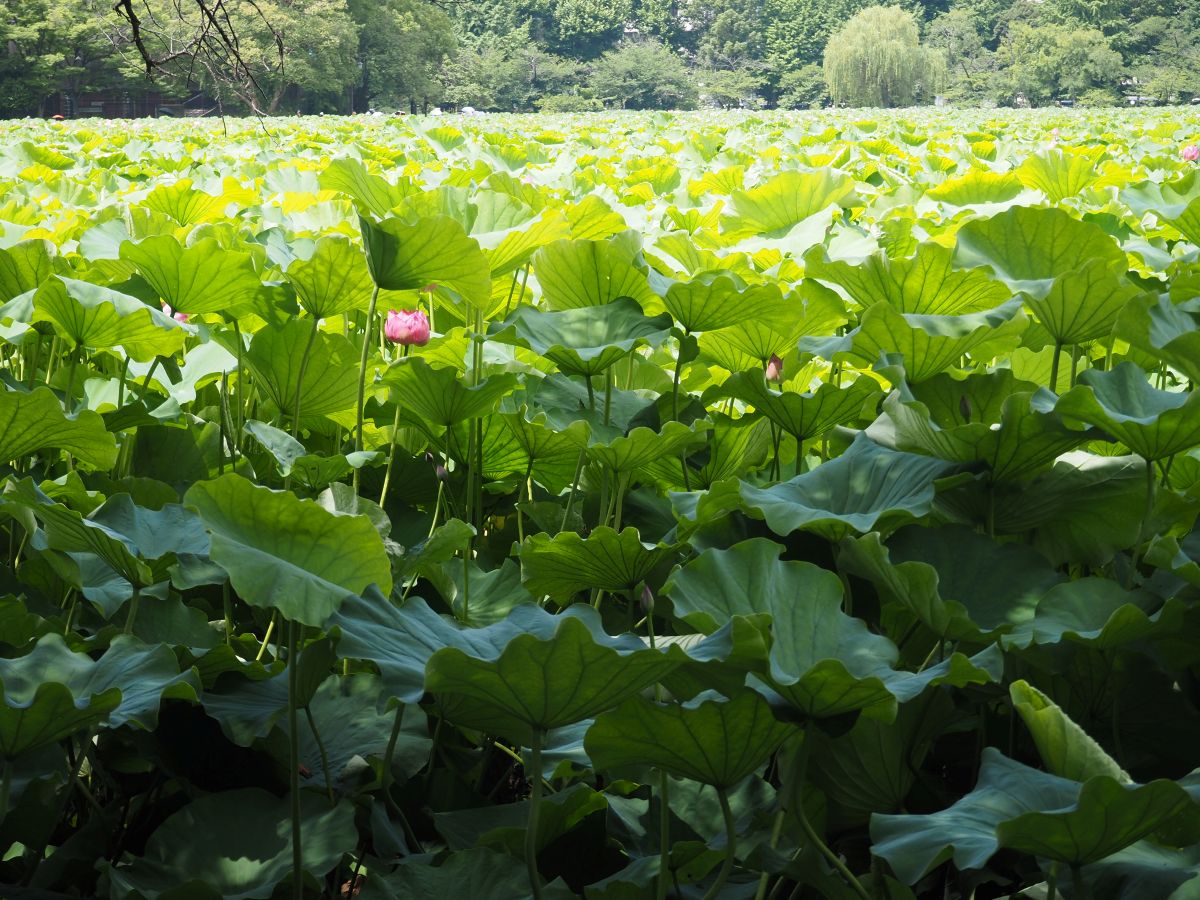上野公園：不忍池の蓮と歴史の散歩 - ロリスのたまご