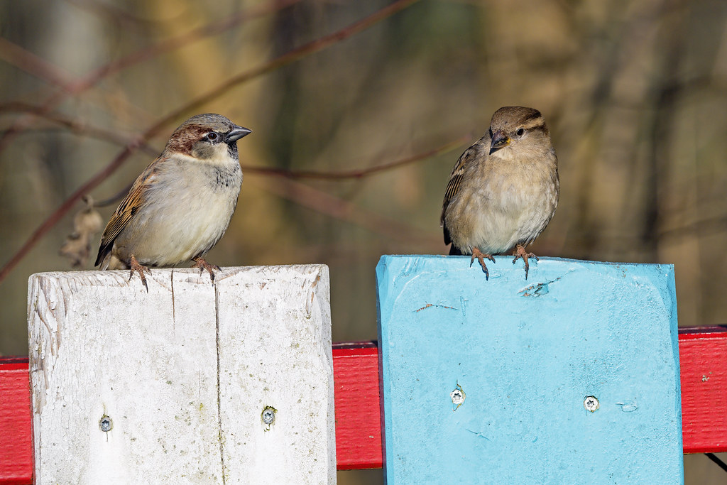 photo credit: Tambako the Jaguar <a href="http://www.flickr.com/photos/8070463@N03/50023389368">Two sparrows on the colorful fence</a> via <a href="http://photopin.com">photopin</a> <a href="https://creativecommons.org/licenses/by-nd/2.0/">(license)</a>