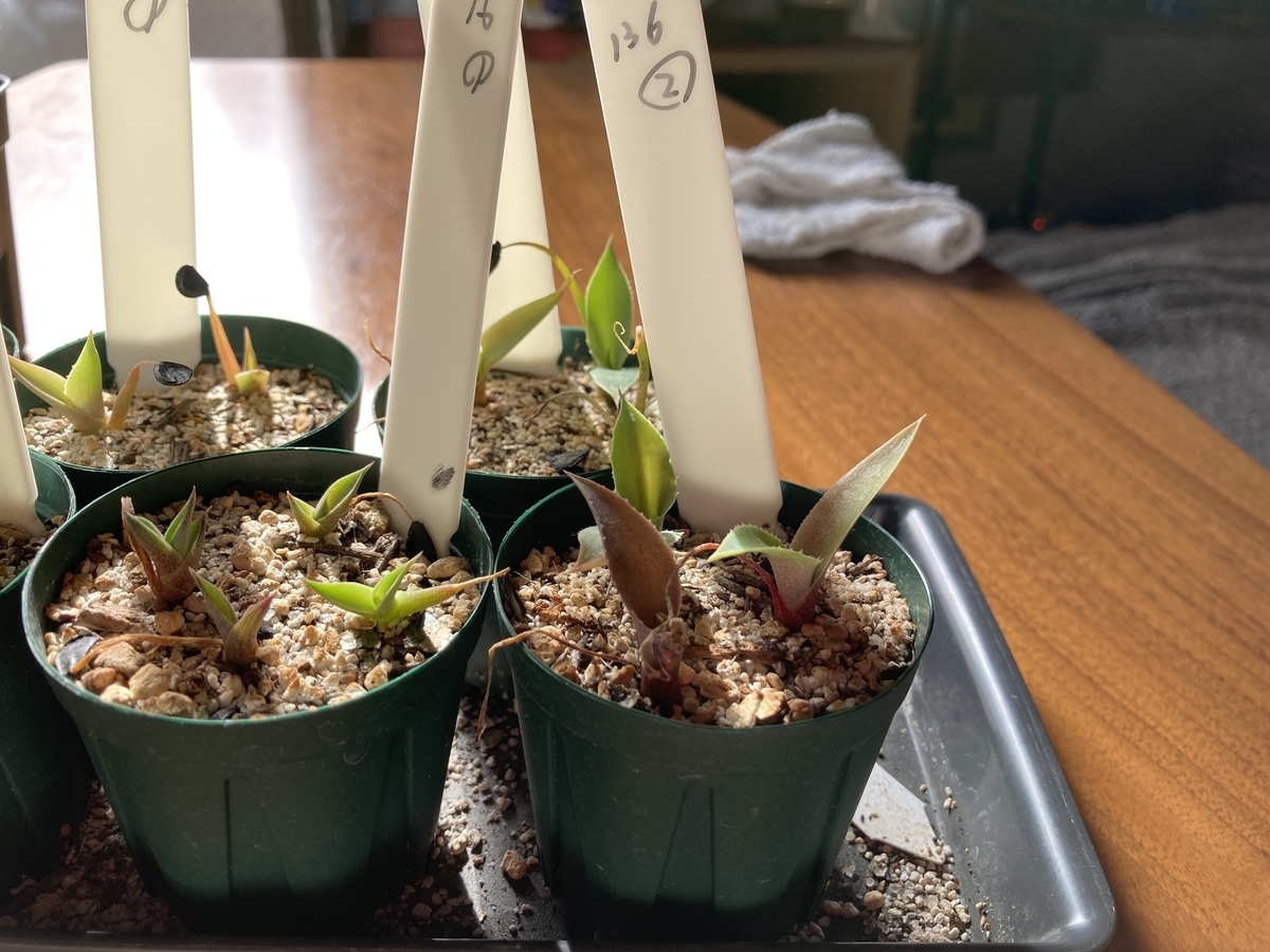 アガベ成長記録⑤ アガベ インアクイデンス Agave inaequidens ssp
