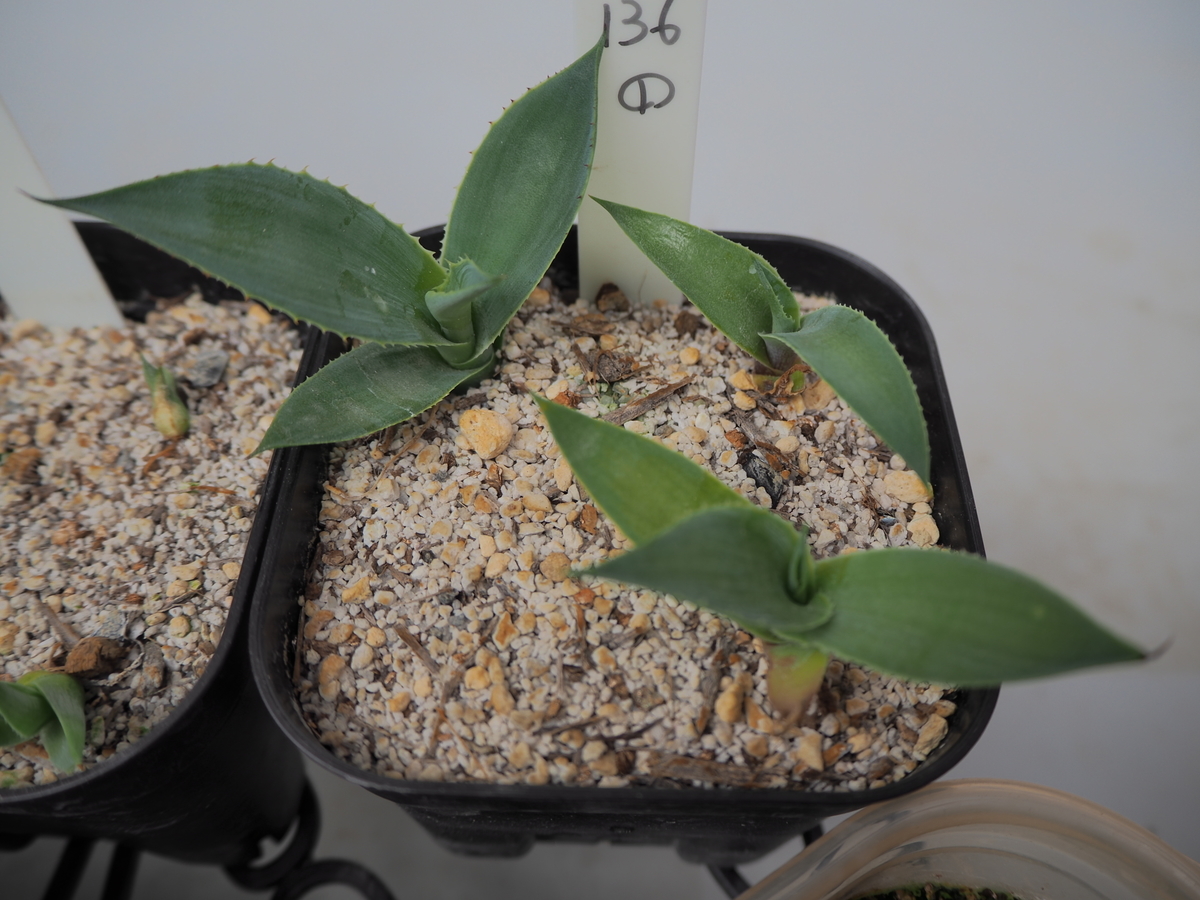 アガベ成長記録⑤ アガベ インアクイデンス Agave inaequidens ssp