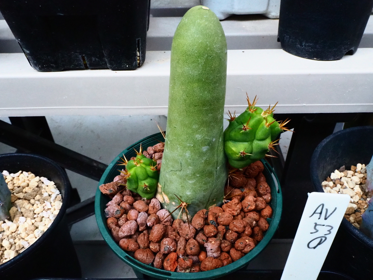 珍宝閣③ 株分け - サボテン余暇日記