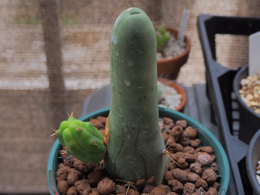 確認専用❤️多肉植物 サボテン 珍宝閣 鉢のまま サボテン