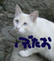 [cat]ぶたお after