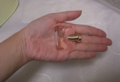 BVLGARI Rose Essentielle