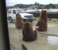 bears