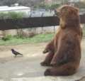 bear