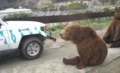 bears