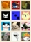 hatena star friends