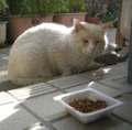 [cat]butao 20081227