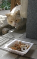 [cat]butao 20081227