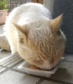 [cat]butao 20081227