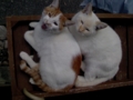 [cat]