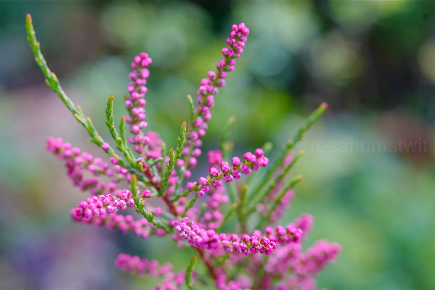 f:id:rosariums:20200109144230j:image
