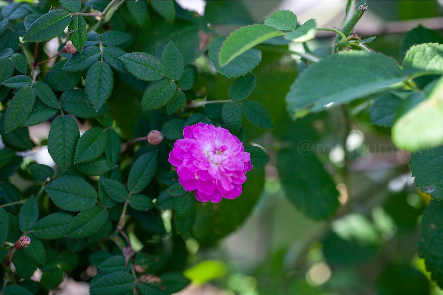 f:id:rosariums:20200120141206j:image