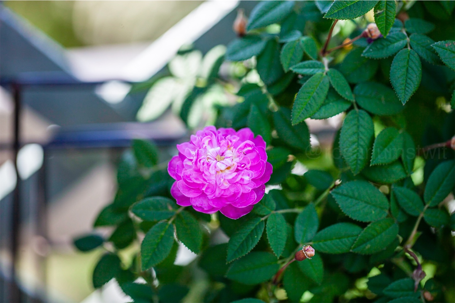 f:id:rosariums:20200120141210j:image