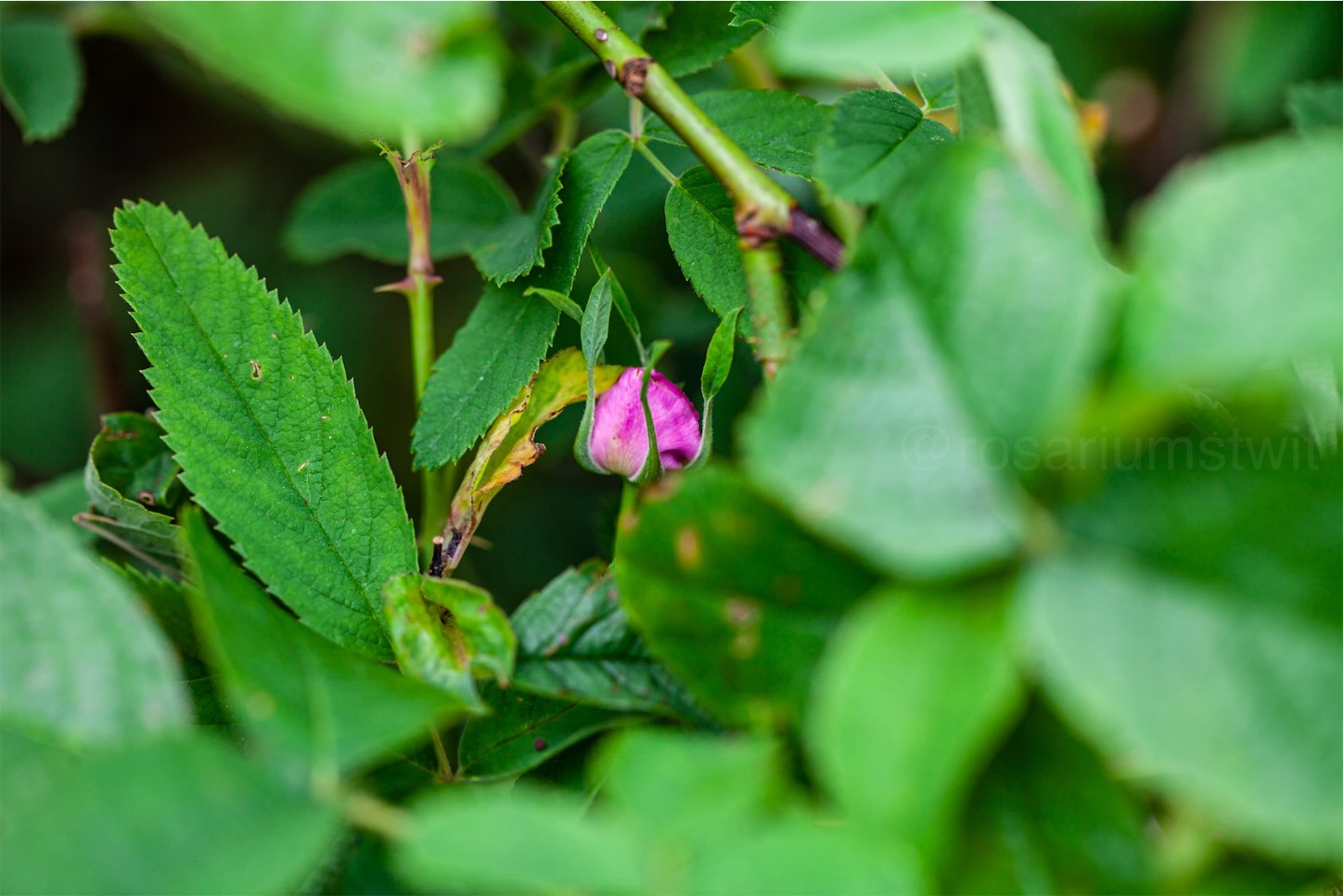 f:id:rosariums:20200120141213j:image