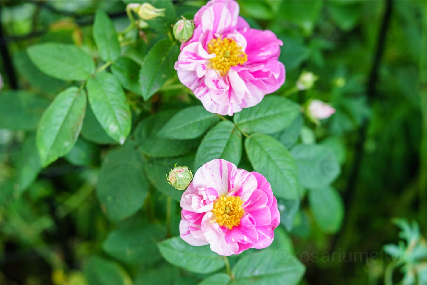 f:id:rosariums:20200127124552j:image