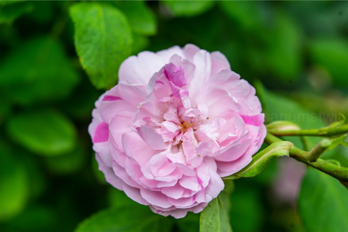 f:id:rosariums:20200127124835j:image