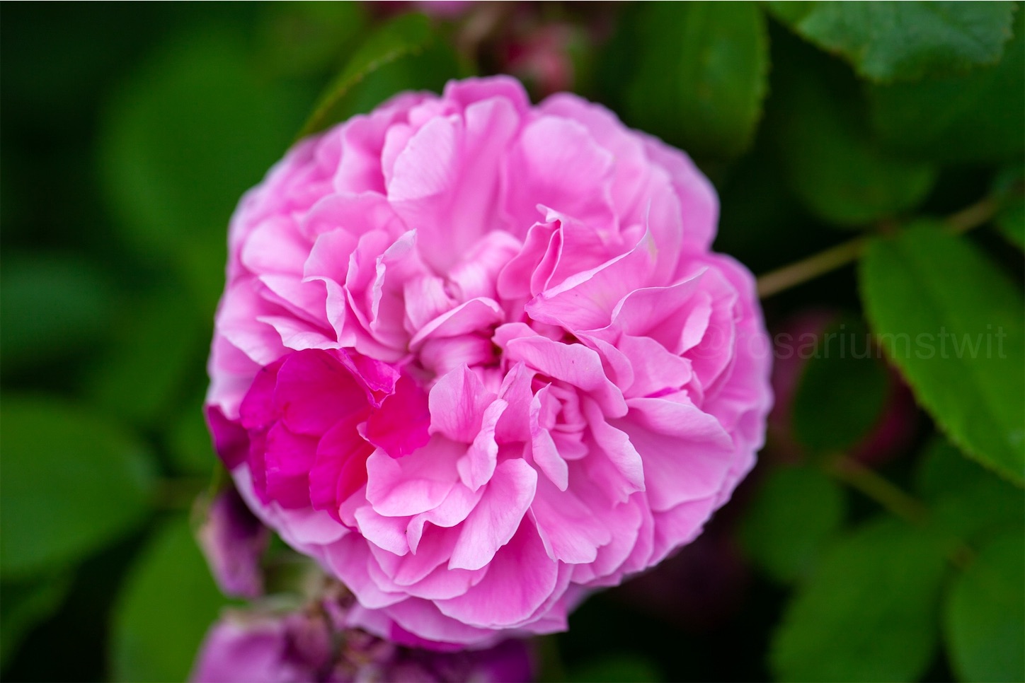 f:id:rosariums:20200127124928j:image