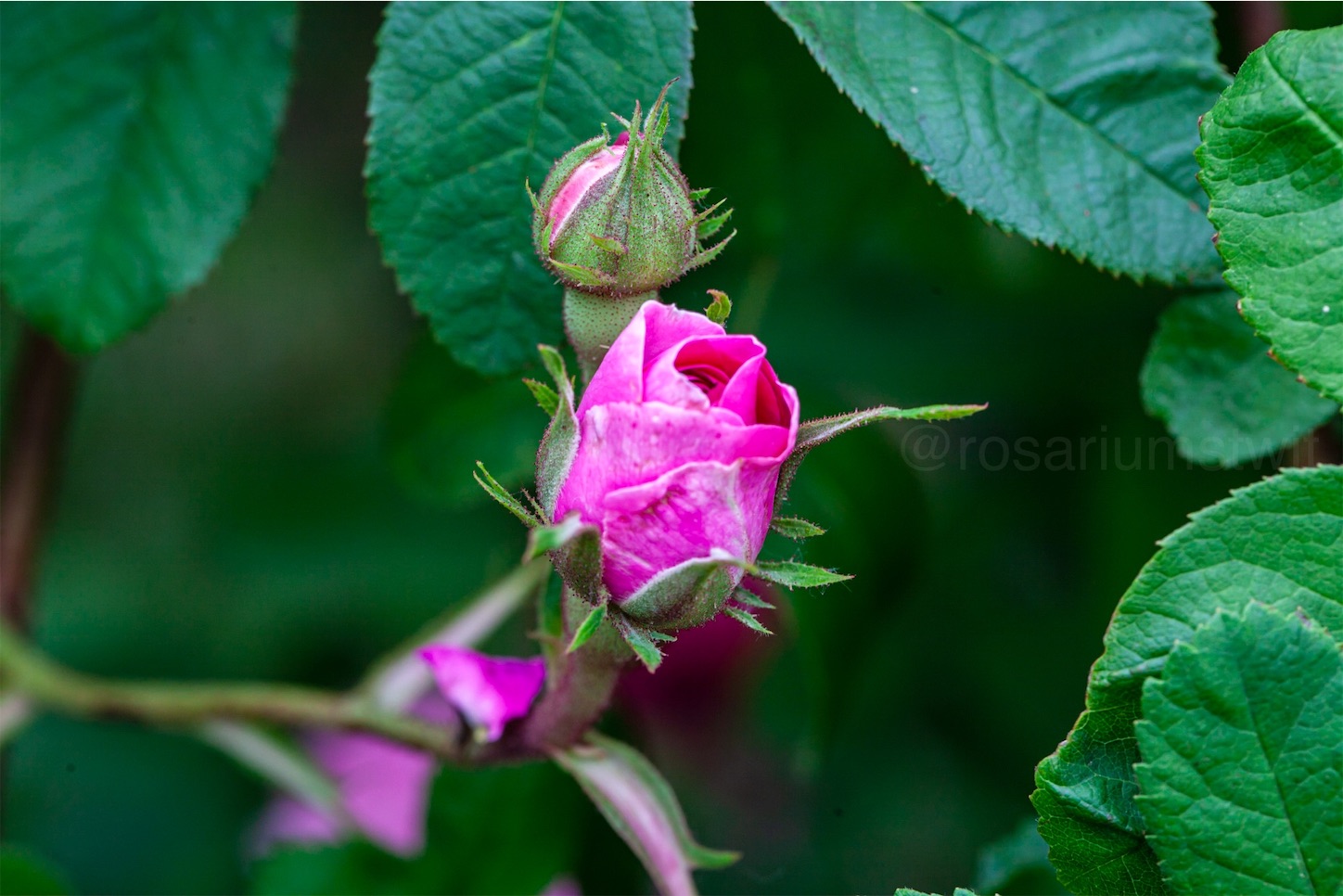 f:id:rosariums:20200127124931j:image