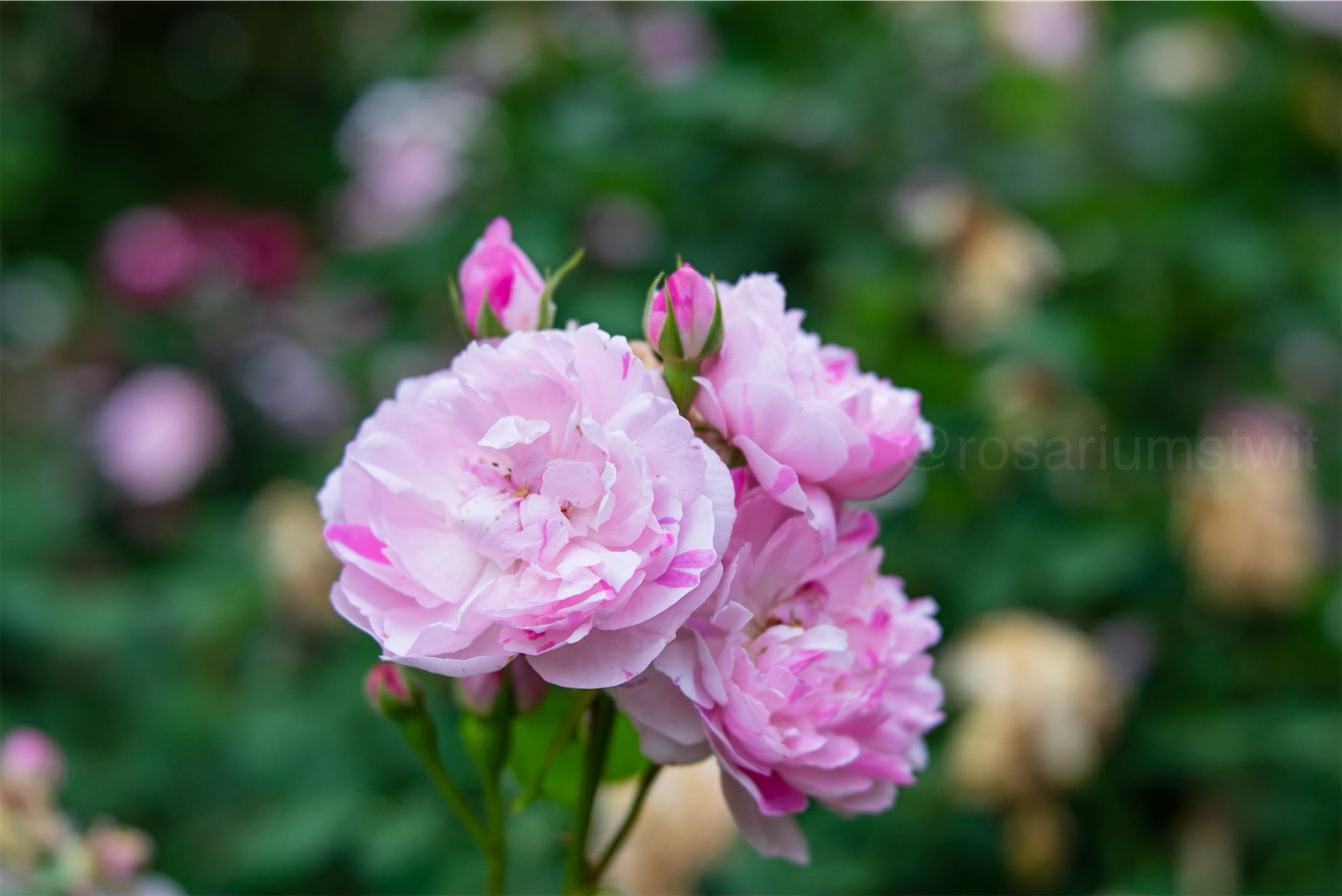 f:id:rosariums:20200128125226j:image