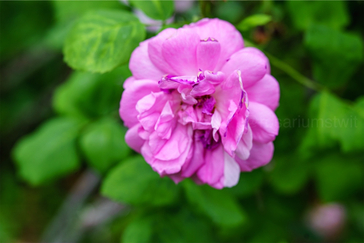 f:id:rosariums:20200128125233j:image
