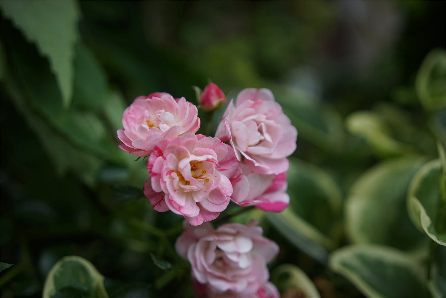 f:id:rosariums:20200208182820j:image