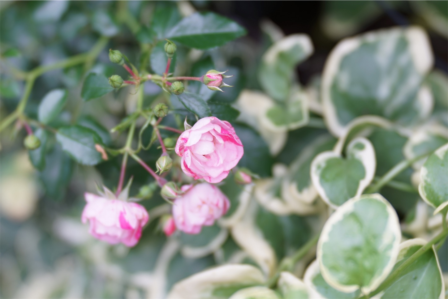 f:id:rosariums:20200208182826j:image