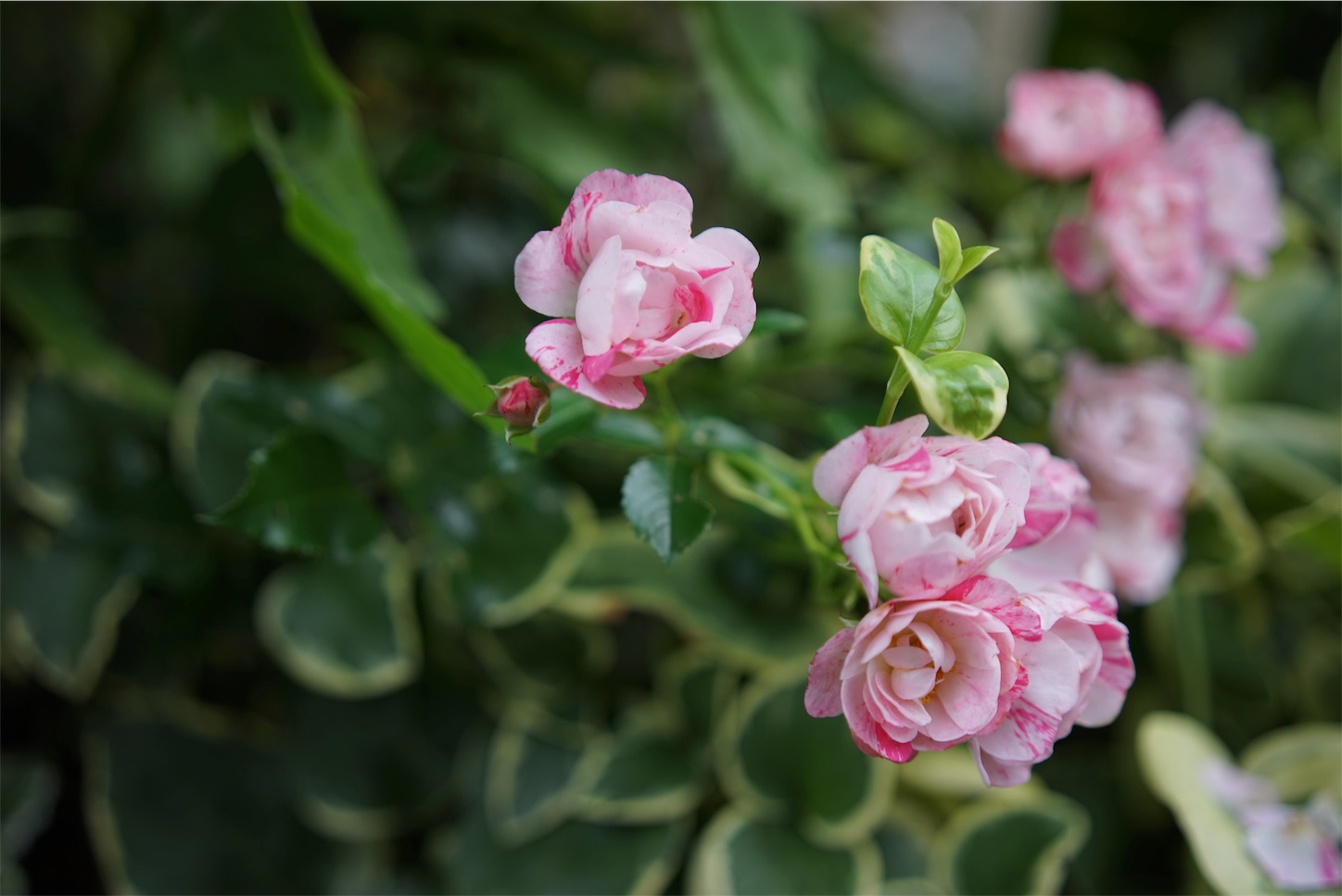 f:id:rosariums:20200208182838j:image