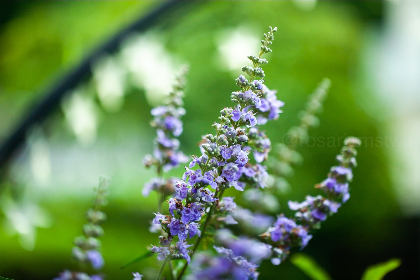 f:id:rosariums:20200212210416j:image