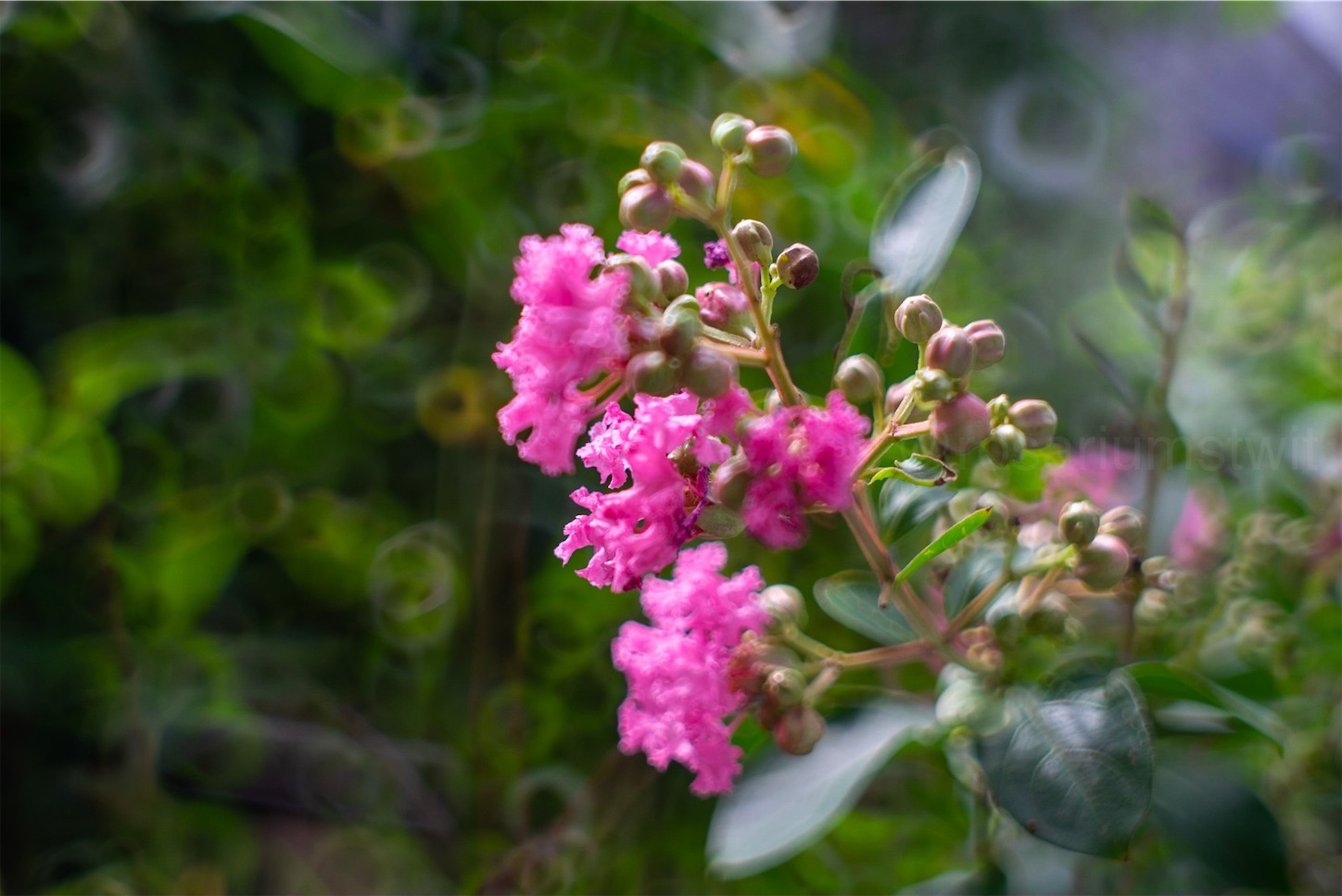 f:id:rosariums:20200213083521j:image